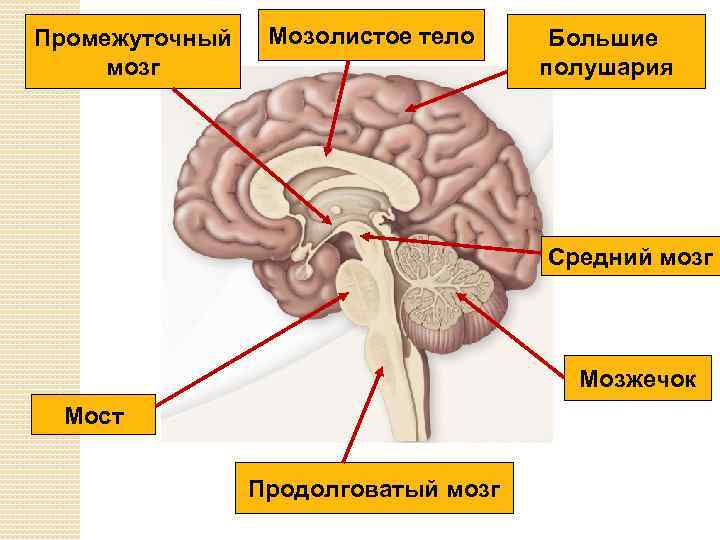 Промежуточный мозг Мозолистое тело Большие полушария Средний мозг Мозжечок Мост Продолговатый мозг 