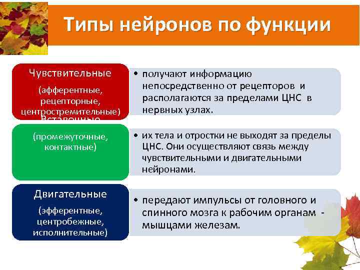 Типы нейронов по функции Чувствительные (афферентные, рецепторные, центростремительные) Вставочные (промежуточные, контактные) Двигательные (эфферентные, центробежные,