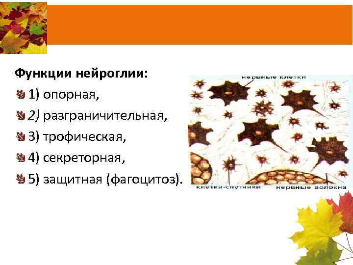 Функции нейроглии: 1) опорная, 2) разграничительная, 3) трофическая, 4) секреторная, 5) защитная (фагоцитоз). 