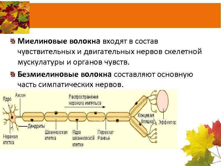 Миелиновые волокна входят в состав чувствительных и двигательных нервов скелетной мускулатуры и органов чувств.