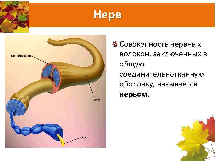 Нерв Совокупность нервных волокон, заключенных в общую соединительнотканную оболочку, называется нервом. 