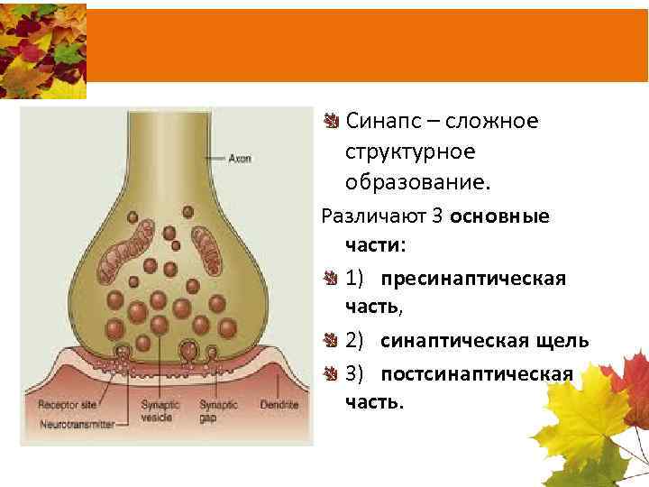 Синапс – сложное структурное образование. Различают 3 основные части: 1) пресинаптическая часть, 2) синаптическая
