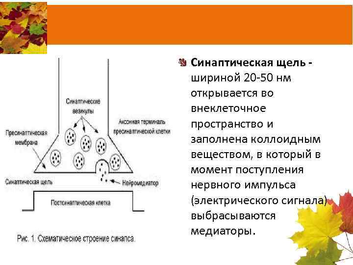 Синаптическая щель шириной 20 50 нм открывается во внеклеточное пространство и заполнена коллоидным веществом,