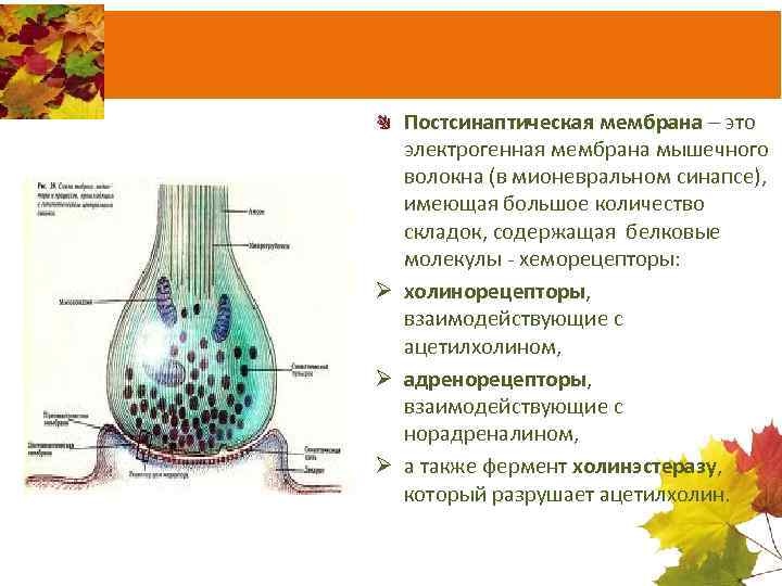 Постсинаптическая мембрана – это электрогенная мембрана мышечного волокна (в мионевральном синапсе), имеющая большое количество