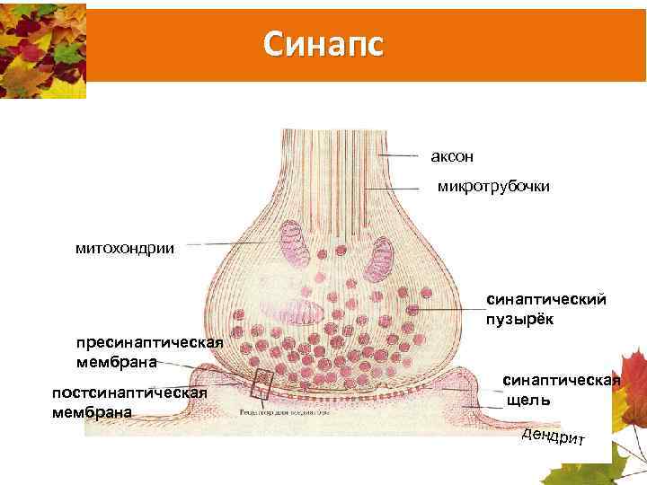 Синапс аксон микротрубочки митохондрии синаптический пузырёк пресинаптическая мембрана постсинаптическая мембрана синаптическая щель дендрит 