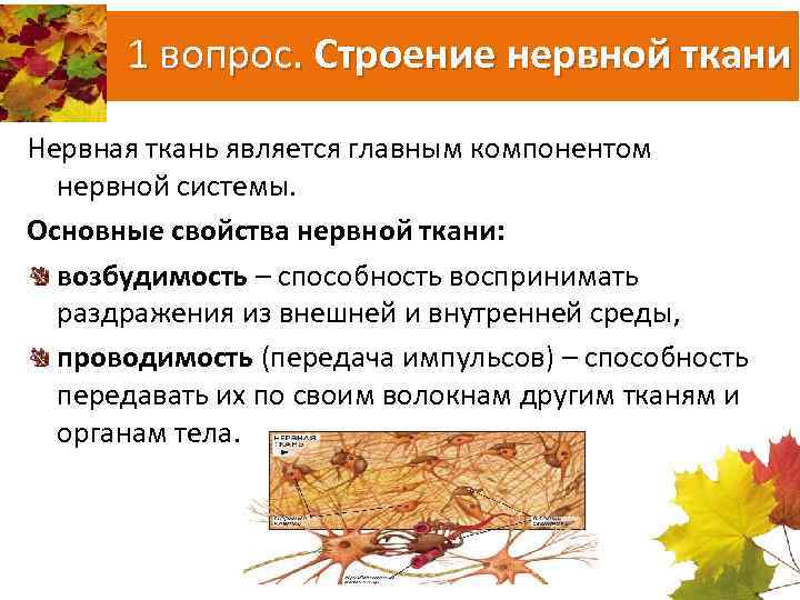 1 вопрос. Строение нервной ткани Нервная ткань является главным компонентом нервной системы. Основные свойства