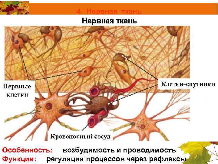 4. Нервная ткань Особенность: возбудимость и проводимость Функции: регуляция процессов через рефлексы 