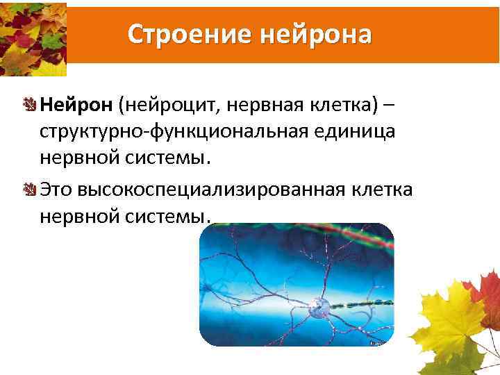 Строение нейрона Нейрон (нейроцит, нервная клетка) – структурно функциональная единица нервной системы. Это высокоспециализированная