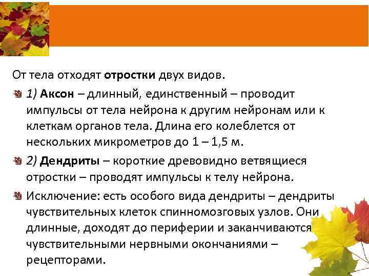 От тела отходят отростки двух видов. 1) Аксон – длинный, единственный – проводит импульсы