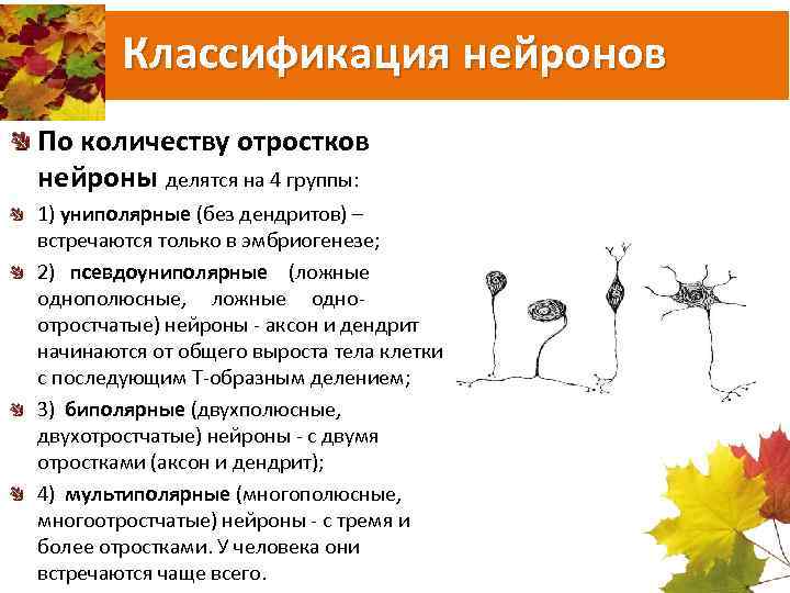 Классификация нейронов По количеству отростков нейроны делятся на 4 группы: 1) униполярные (без дендритов)