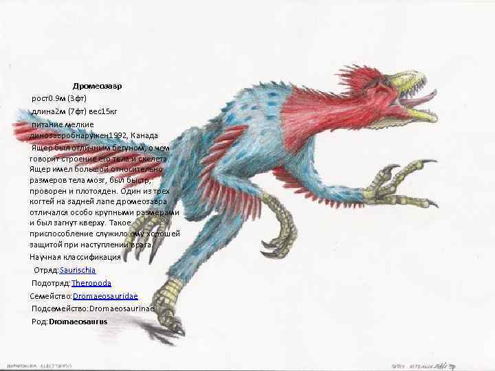  Дромеозавр рост0. 9 м (3 фт) длина 2 м (7 фт) вес15 кг