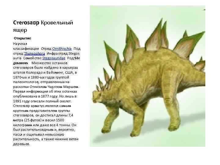 Стегозавр Кровельный ящер Открытие Научная классификация Отряд: Ornithischia Под отряд: Thyreophora Инфраотряд: Stegos auria