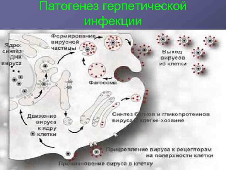 Патогенез герпетической инфекции 