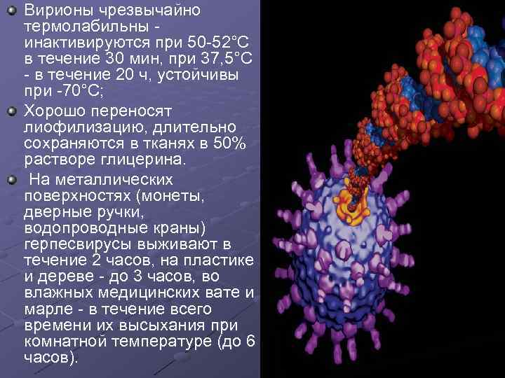 Вирионы чрезвычайно термолабильны инактивируются при 50 -52°С в течение 30 мин, при 37, 5°С