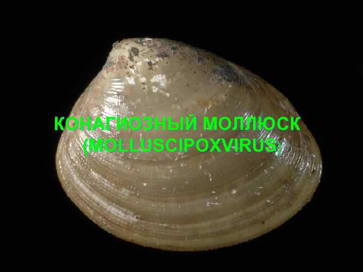 КОНАГИОЗНЫЙ МОЛЛЮСК (MOLLUSCIPOXVIRUS) 