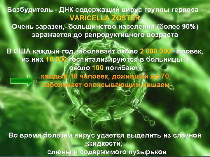 Возбудитель - ДНК содержащий вирус группы герпеса VARICELLA ZOSTER Очень заразен, большинство населения (более