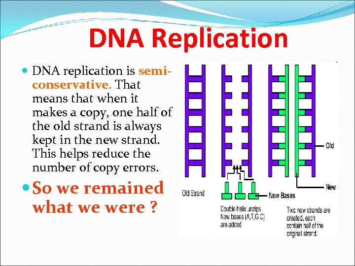 DNA Replication DNA replication is semiconservative. That means that when it makes a copy,