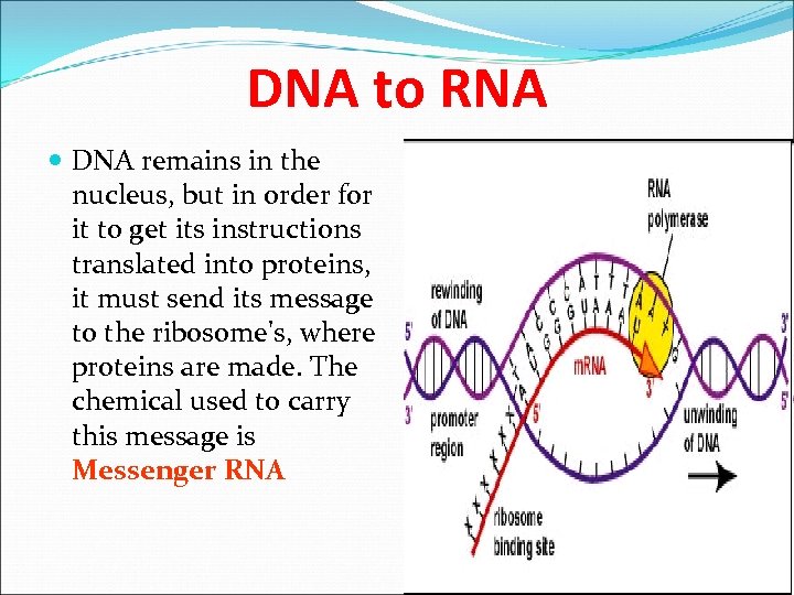 DNA to RNA DNA remains in the nucleus, but in order for it to