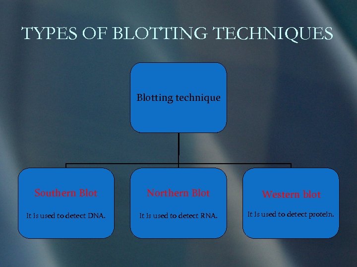 TYPES OF BLOTTING TECHNIQUES Blotting technique Southern Blot Northern Blot Western blot It is