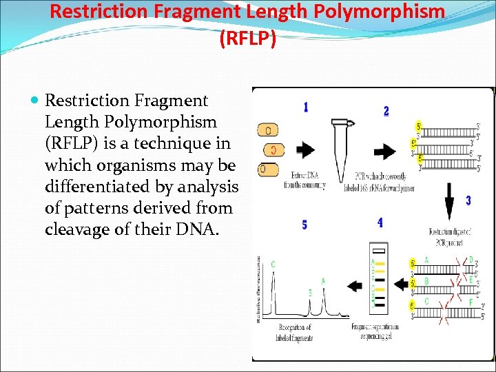 Restriction Fragment Length Polymorphism (RFLP) is a technique in which organisms may be differentiated