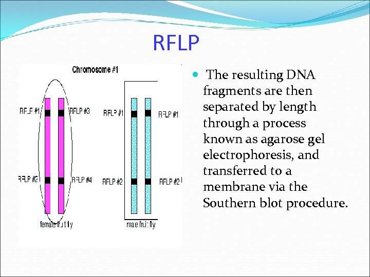 RFLP The resulting DNA fragments are then separated by length through a process known