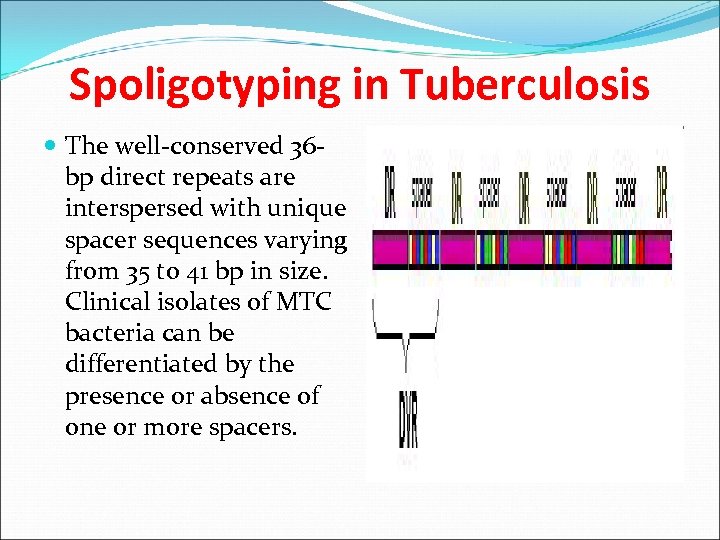 Spoligotyping in Tuberculosis The well-conserved 36 bp direct repeats are interspersed with unique spacer