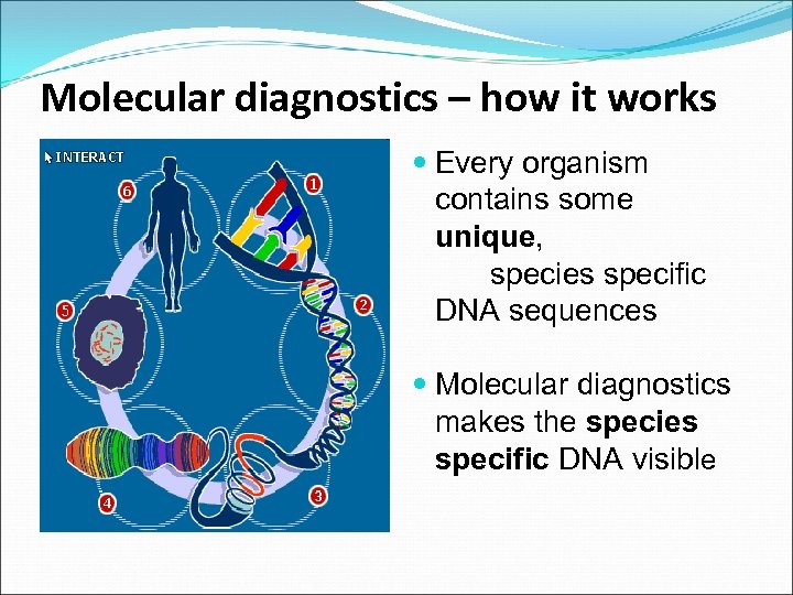 Molecular diagnostics – how it works Every organism contains some unique, species specific DNA