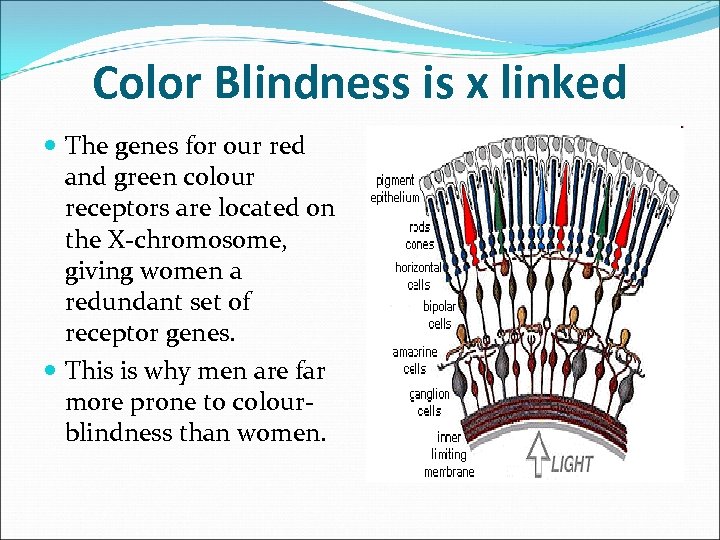 Color Blindness is x linked The genes for our red and green colour receptors