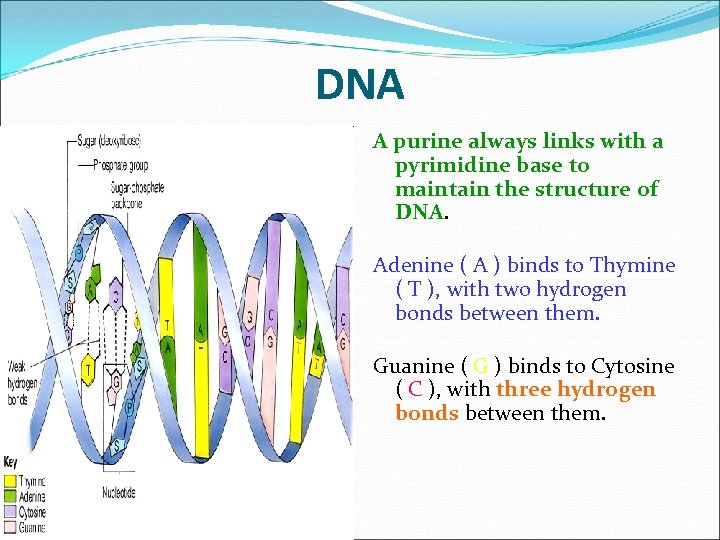 DNA A purine always links with a pyrimidine base to maintain the structure of