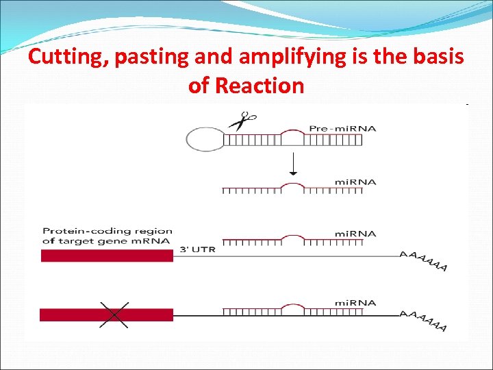 Cutting, pasting and amplifying is the basis of Reaction 
