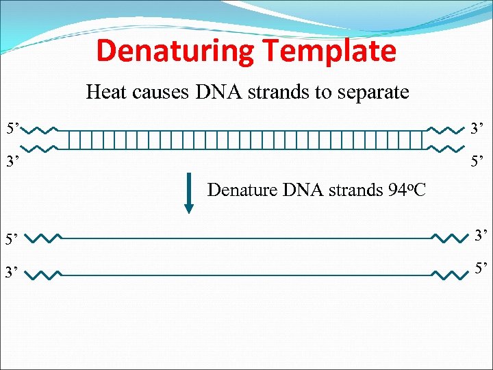 Denaturing Template Heat causes DNA strands to separate 5’ 3’ 3’ 5’ Denature DNA