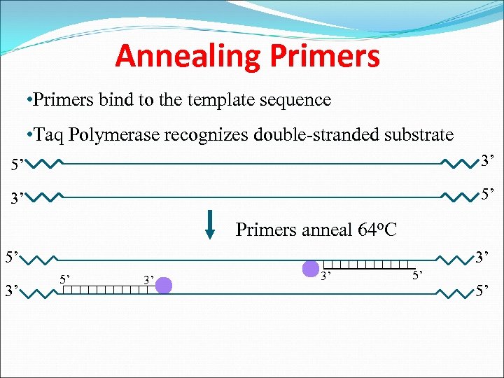 Annealing Primers • Primers bind to the template sequence • Taq Polymerase recognizes double-stranded