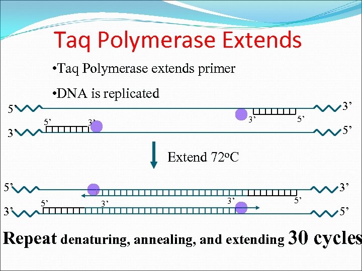 Taq Polymerase Extends • Taq Polymerase extends primer • DNA is replicated 3’ 5’