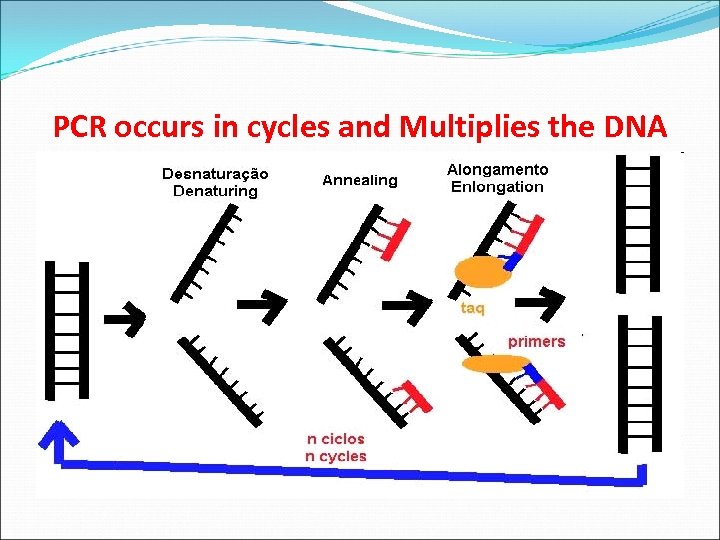 PCR occurs in cycles and Multiplies the DNA 