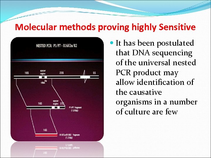 Molecular methods proving highly Sensitive It has been postulated that DNA sequencing of the
