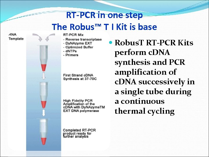 RT-PCR in one step The Robus™ T I Kit is base Robus. T RT-PCR