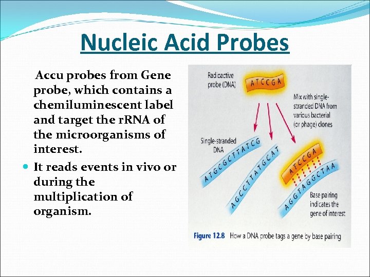 Nucleic Acid Probes Accu probes from Gene probe, which contains a chemiluminescent label and