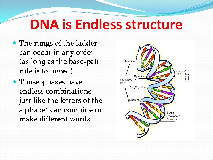 DNA is Endless structure The rungs of the ladder can occur in any order