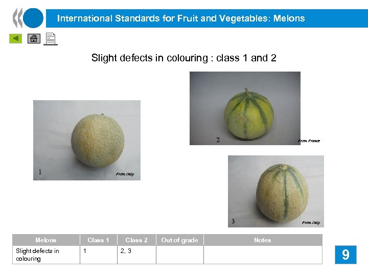 International Standards for Fruit and Vegetables: Melons Slight defects in colouring : class 1