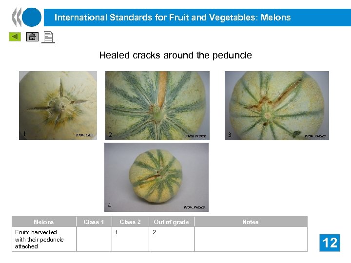 International Standards for Fruit and Vegetables: Melons Healed cracks around the peduncle 1 From