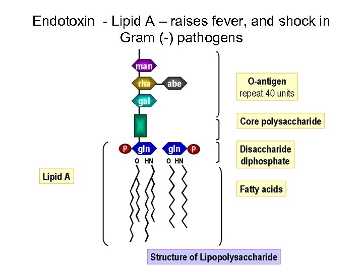 Endotoxin - Lipid A – raises fever, and shock in Gram (-) pathogens 