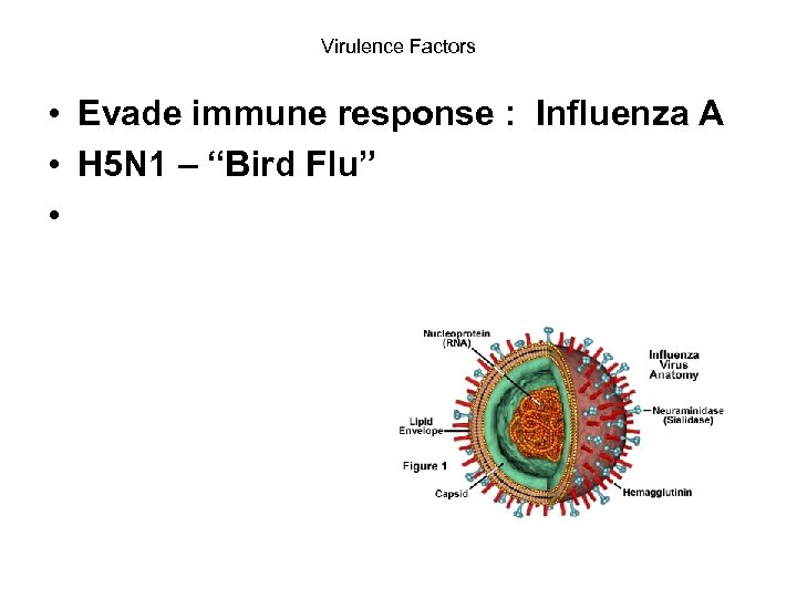 Virulence Factors • Evade immune response : Influenza A • H 5 N 1