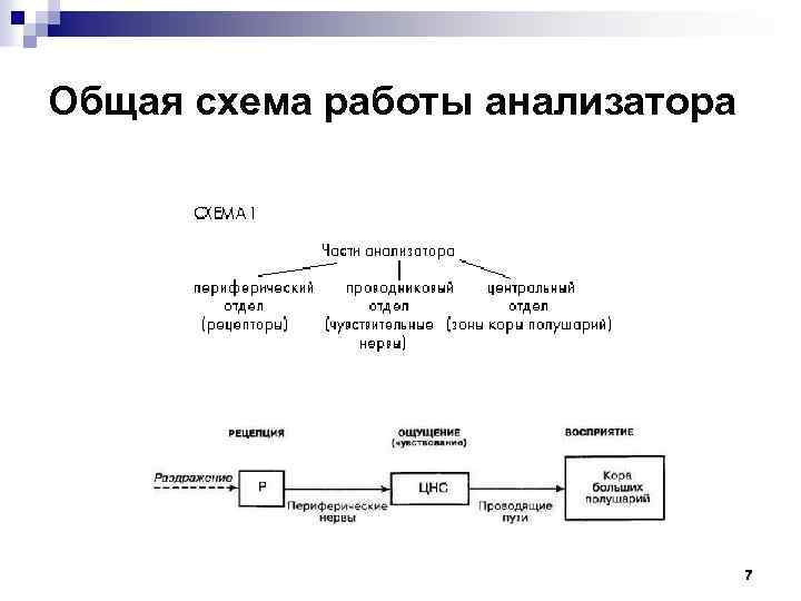 Общая схема работы анализатора 7 