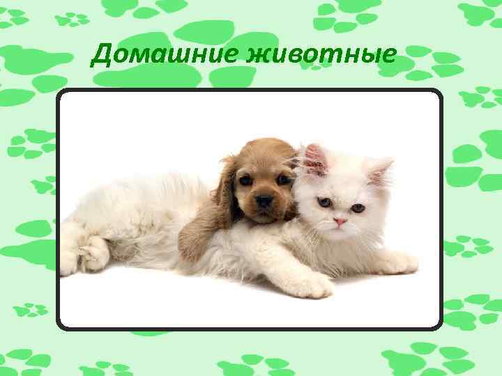 Домашние животные 