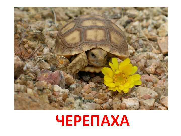 ЧЕРЕПАХА 