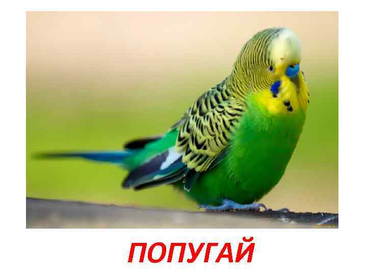 ПОПУГАЙ 