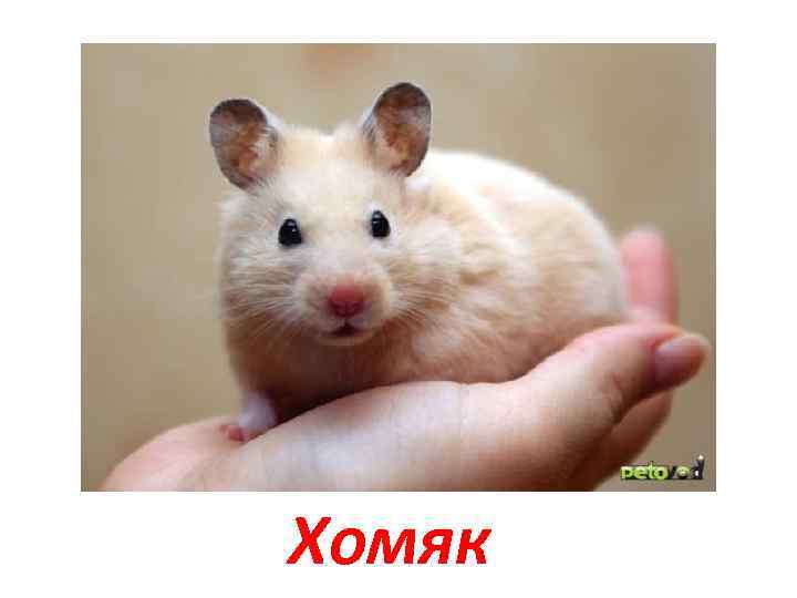 Хомяк 