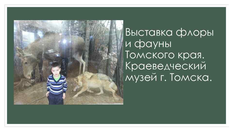 Выставка флоры и фауны Томского края. Краеведческий музей г. Томска. 