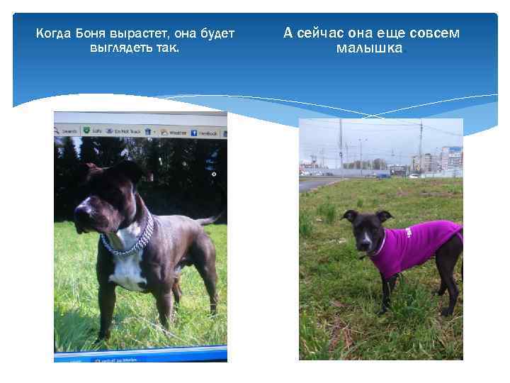 Когда Боня вырастет, она будет выглядеть так. А сейчас она еще совсем малышка. 