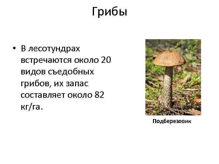 Грибы • В лесотундрах встречаются около 20 видов съедобных грибов, их запас составляет около